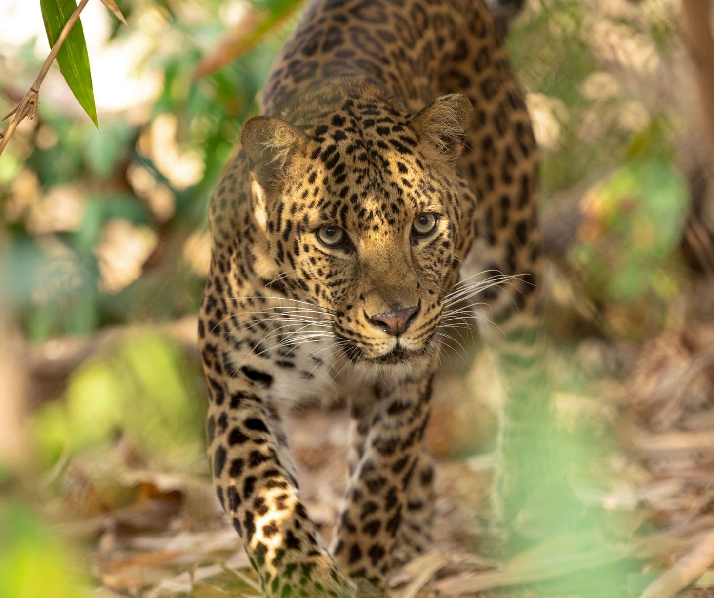 Leopard on the hunt!