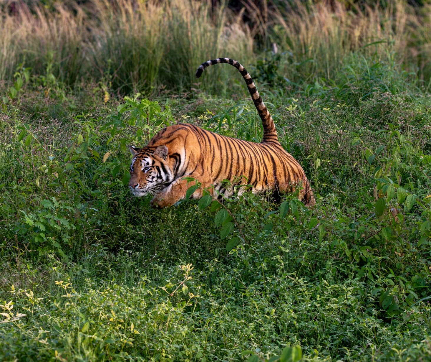 Tiger in the jungle!