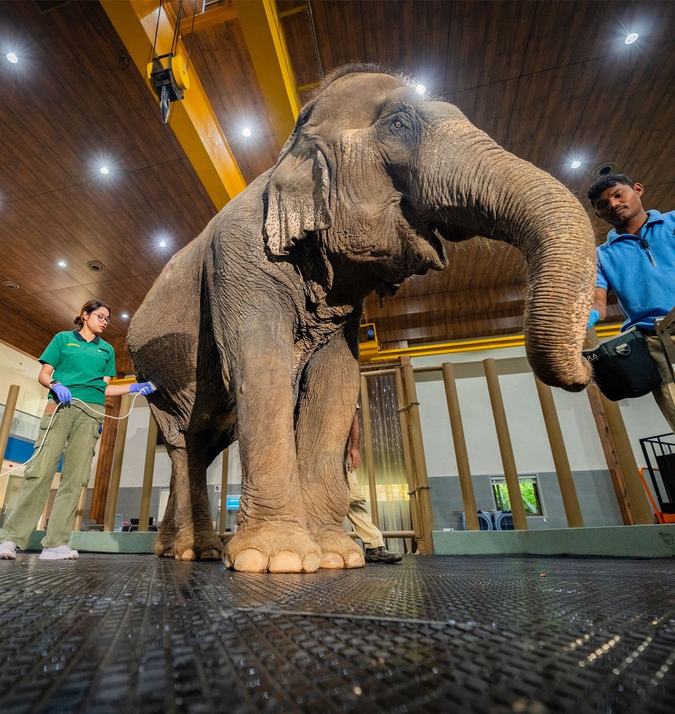Doctors treating Elephant
