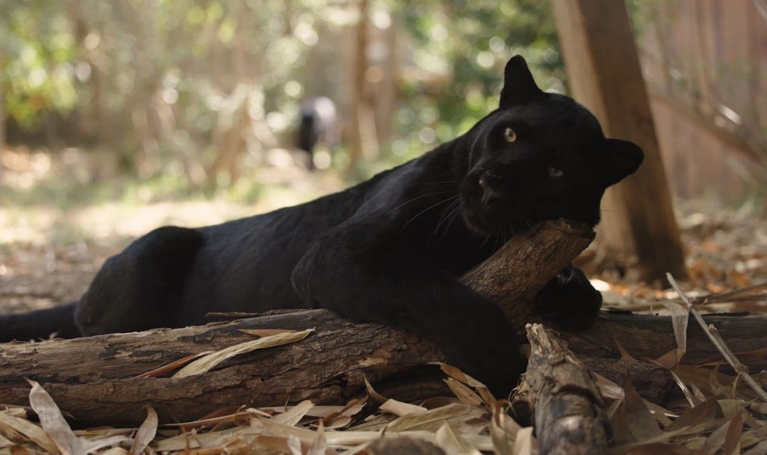 Vantara Top Banner - Homepage