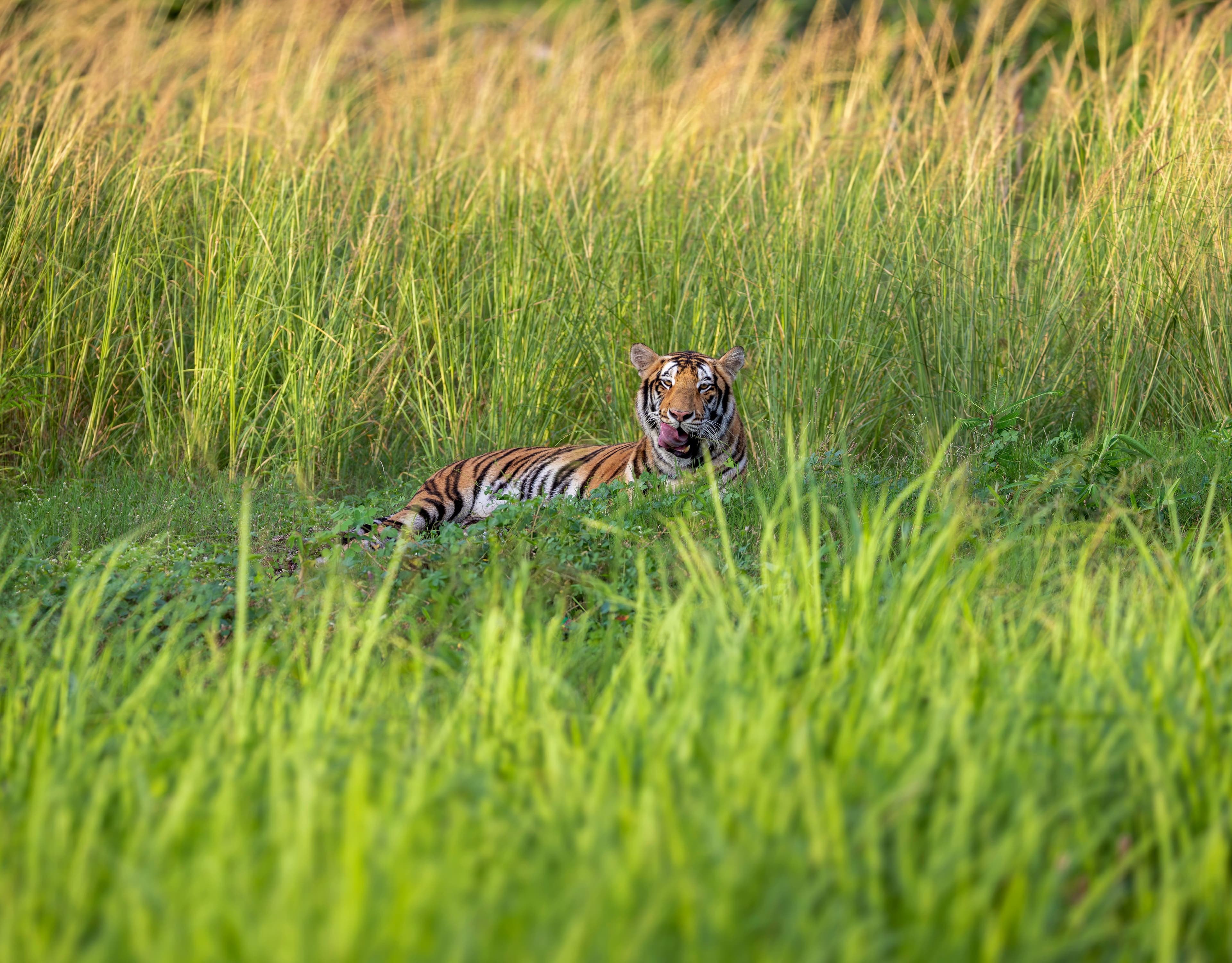 blue parrots fooling around and