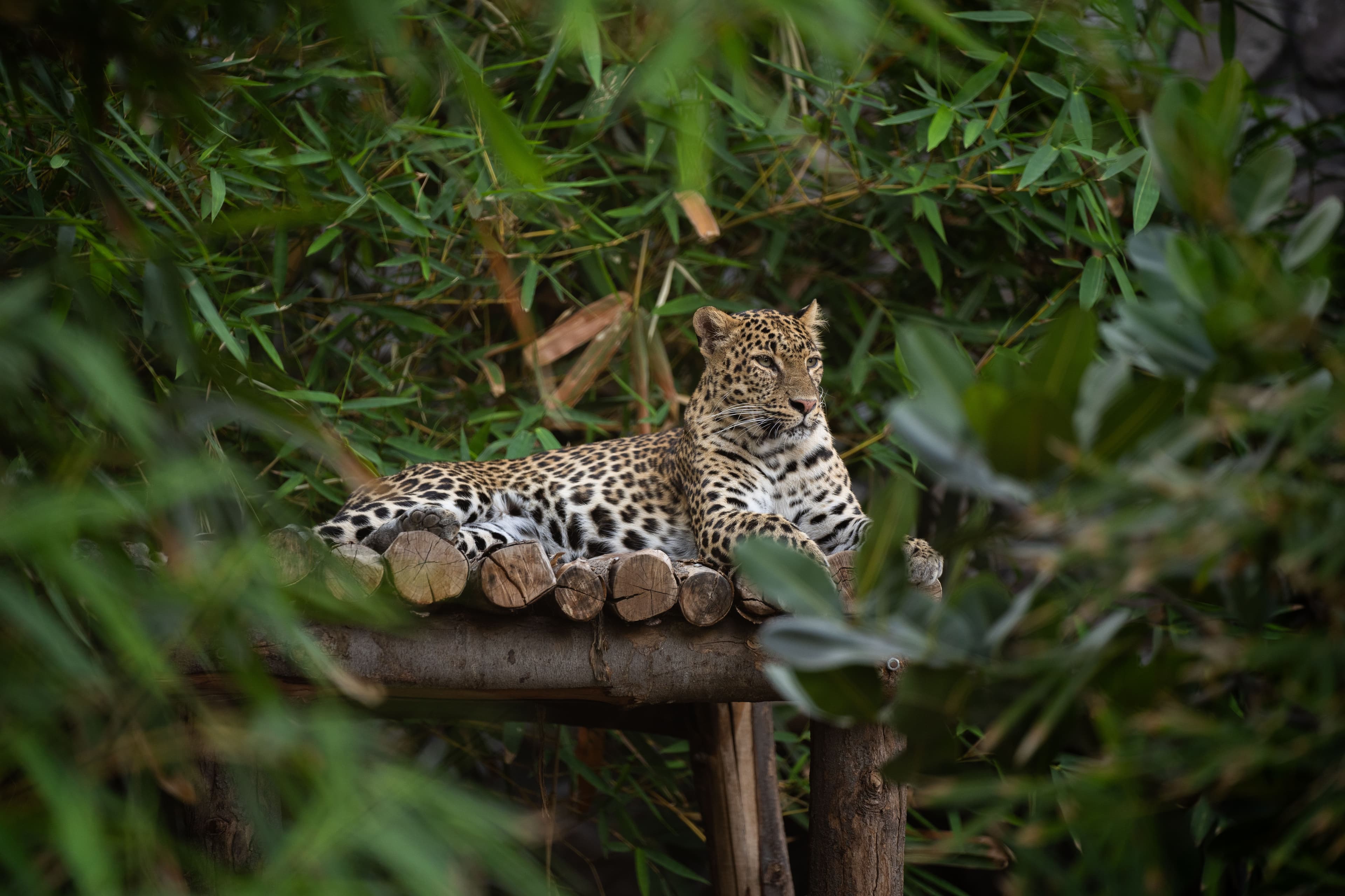 Relaxed Indian Leopard