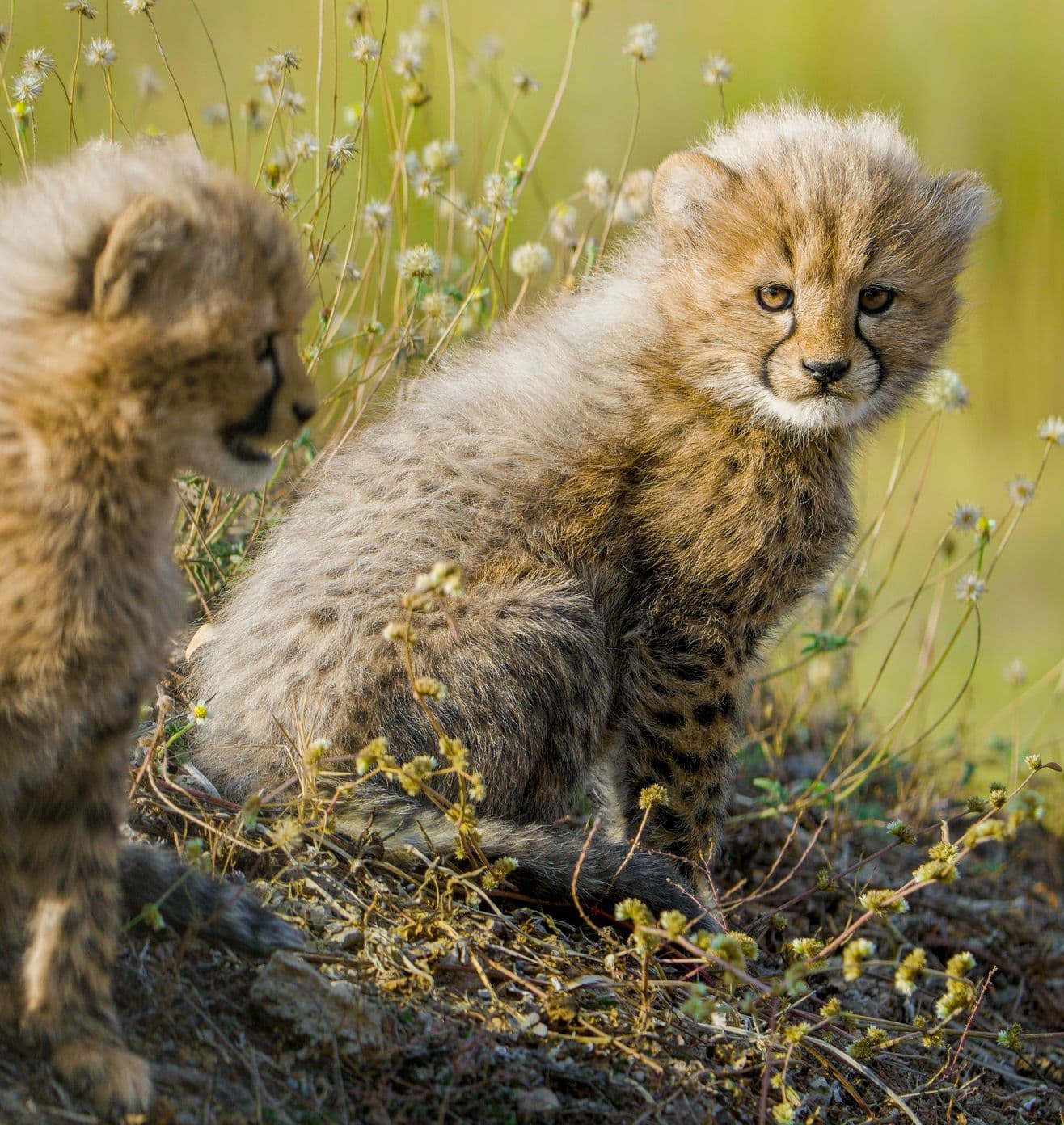 Cheetah cubs